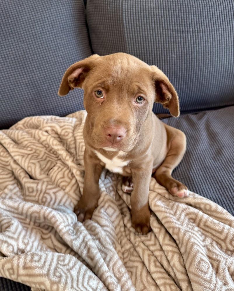 Enlarge Jonathan, a Adoptable mixed breed in Greenlawn, NY image 1/6