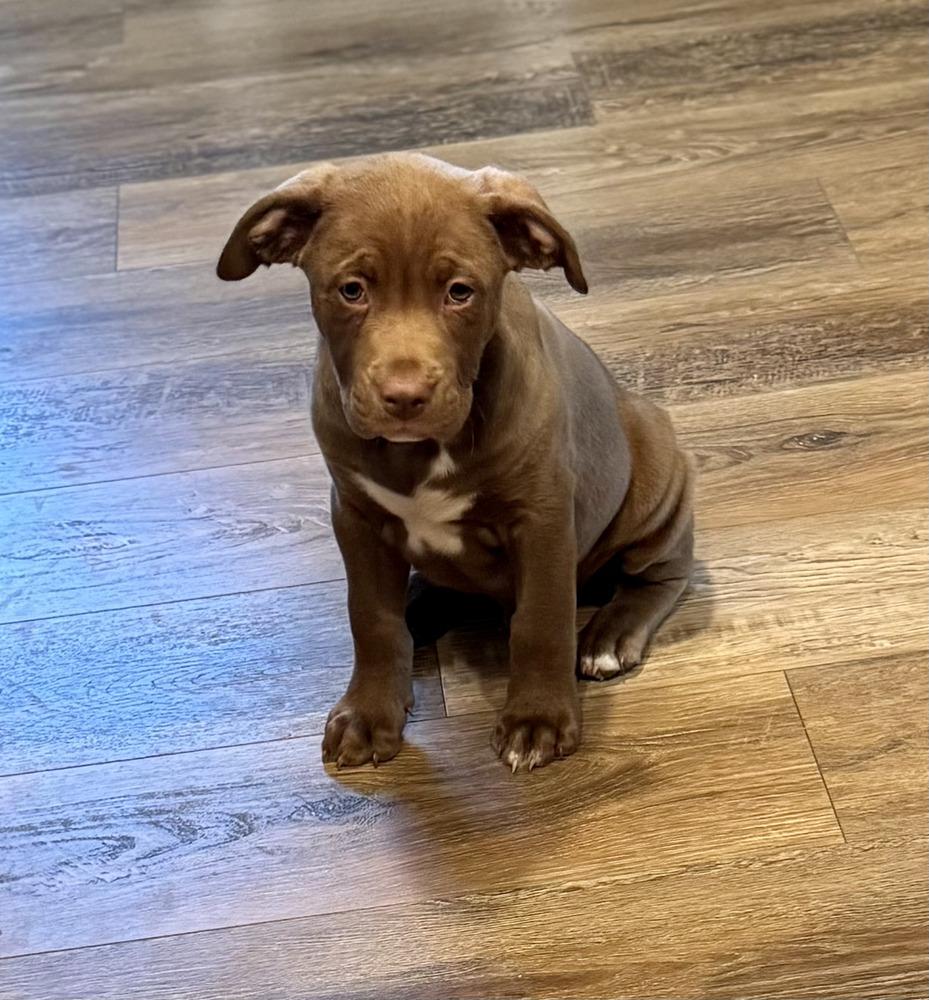 Enlarge Jonathan, a Adoptable mixed breed in Greenlawn, NY image 2/6