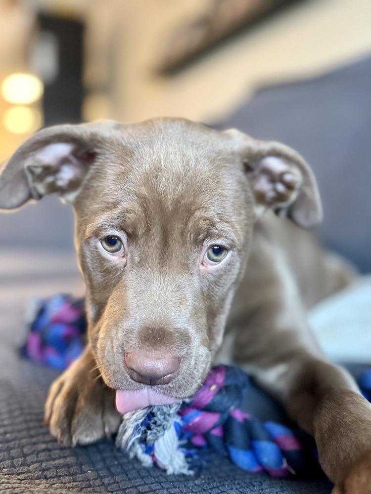 Enlarge Jonathan, a Adoptable mixed breed in Greenlawn, NY image 4/6