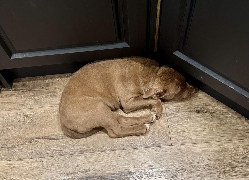 Enlarge Jonathan, a Adoptable mixed breed in Greenlawn, NY image 5/6