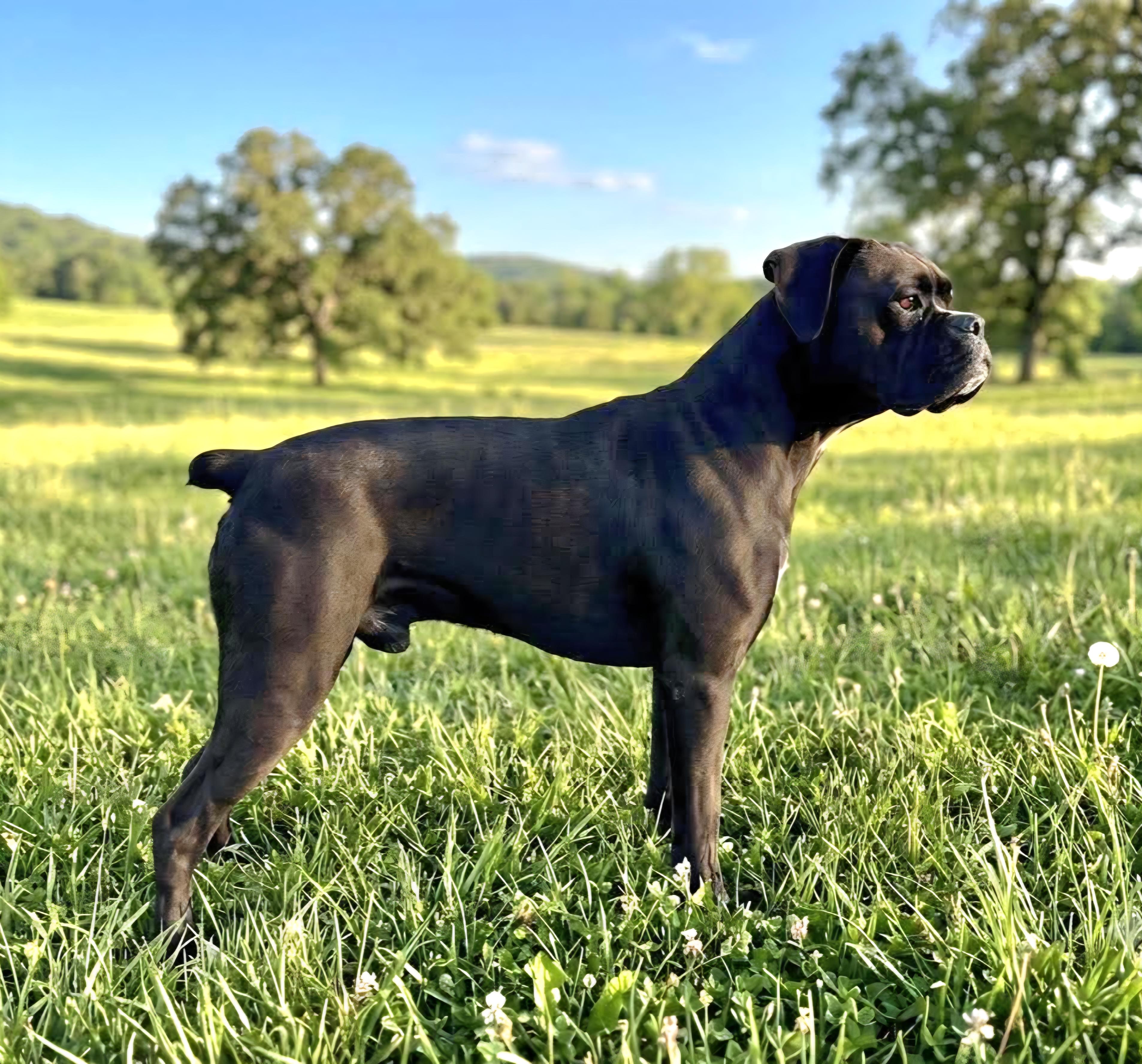 Enlarge Frank, a ADOPTABLE Boxer in Wheelersburg, OH image 5/6