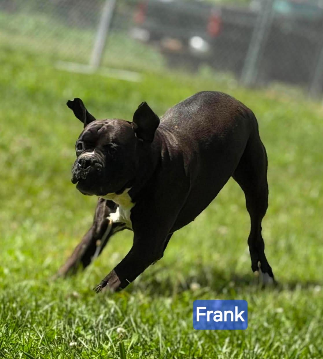 Enlarge Frank, a ADOPTABLE Boxer in Wheelersburg, OH image 4/6