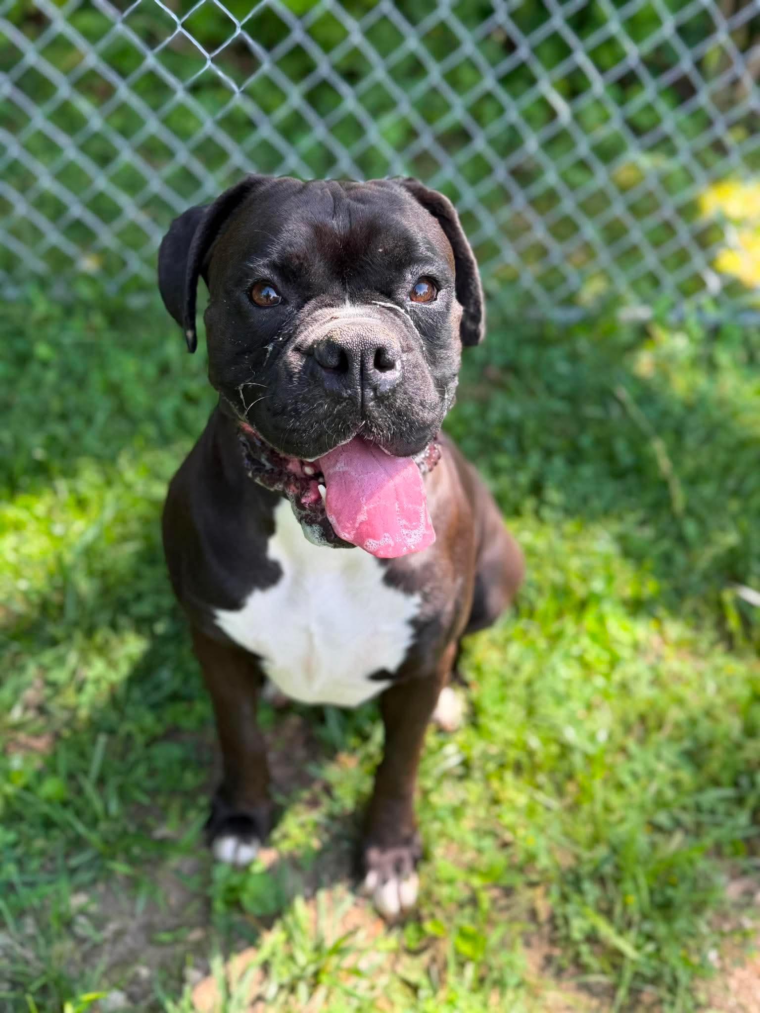 Frank, ADOPTABLE, Adult Male Boxer.