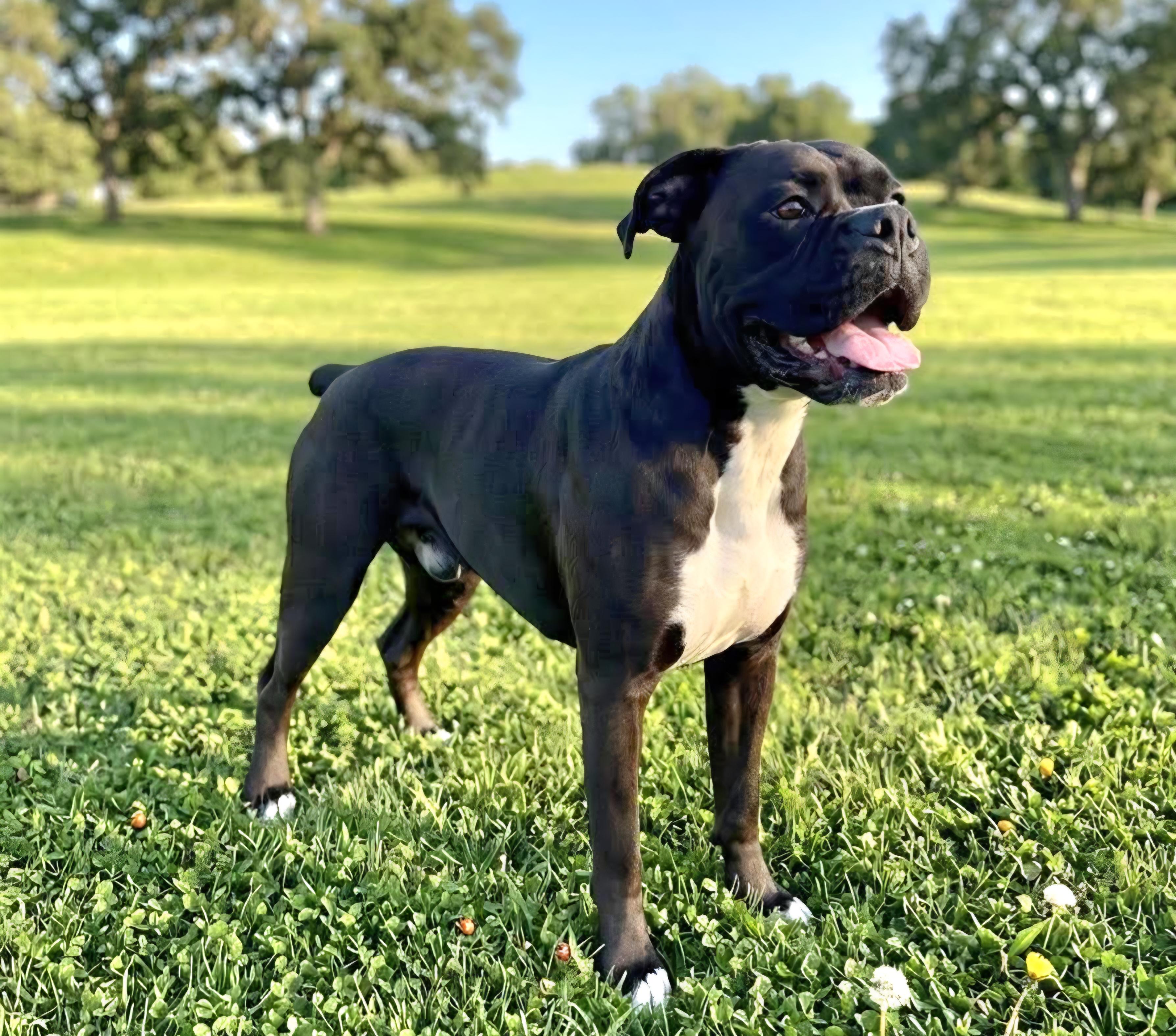 Enlarge Frank, a ADOPTABLE Boxer in Wheelersburg, OH image 3/6