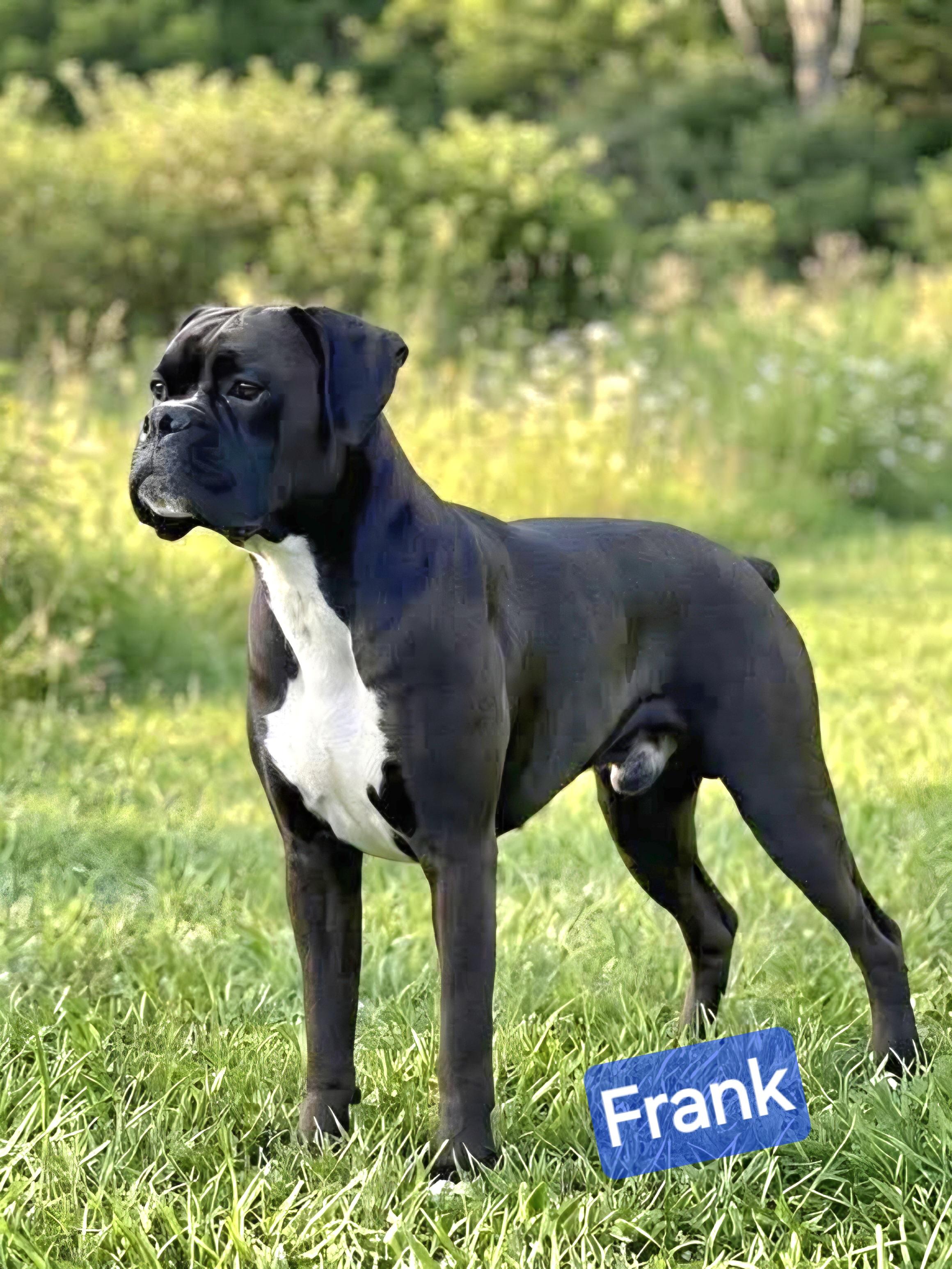 Enlarge Frank, a ADOPTABLE Boxer in Wheelersburg, OH image 2/6