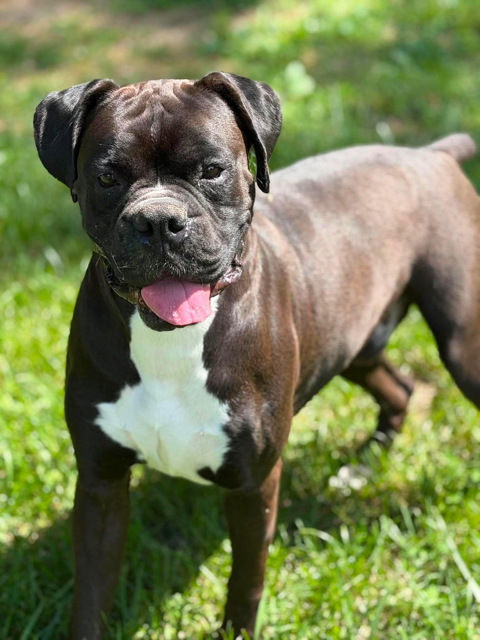Enlarge Frank, a ADOPTABLE Boxer in Wheelersburg, OH image 6/6