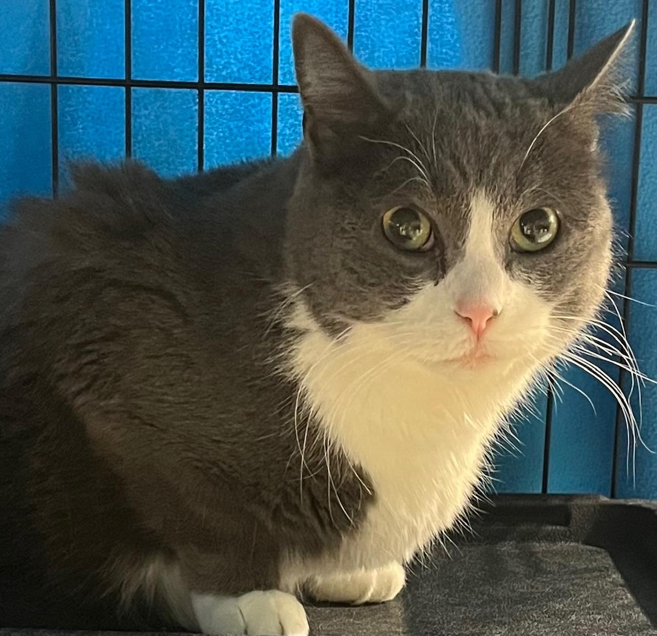 Luna, adopted, Adult Female Domestic Short Hair.