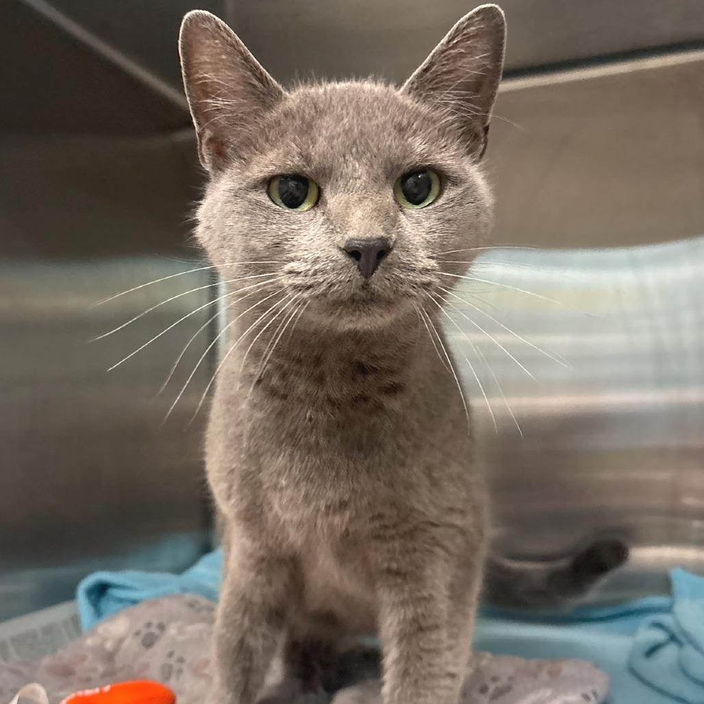 Enlarge Taylor, a Adoptable Domestic Short Hair in Belleville, IL image 1/1