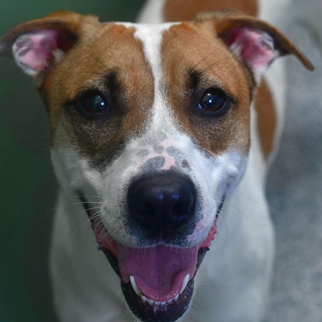 Enlarge Sasha, a Adoptable Mixed Breed in Ottawa, KS image 1/2