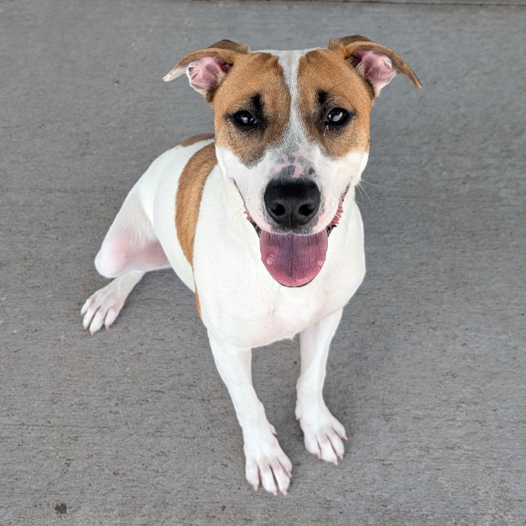 Enlarge Sasha, a Adoptable Mixed Breed in Ottawa, KS image 2/2