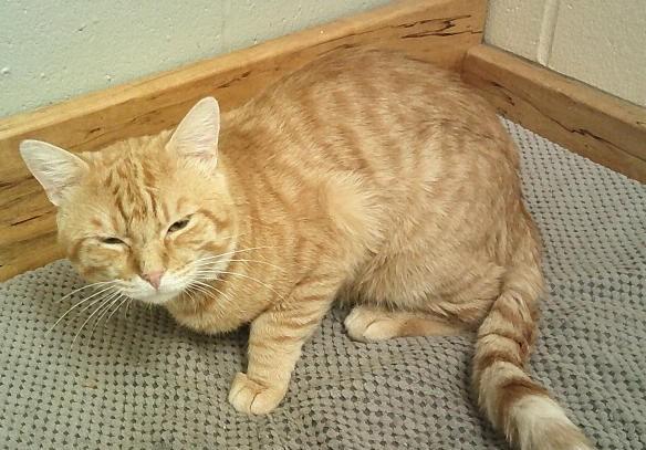 Spider, adopted, Adult Male Domestic Short Hair.