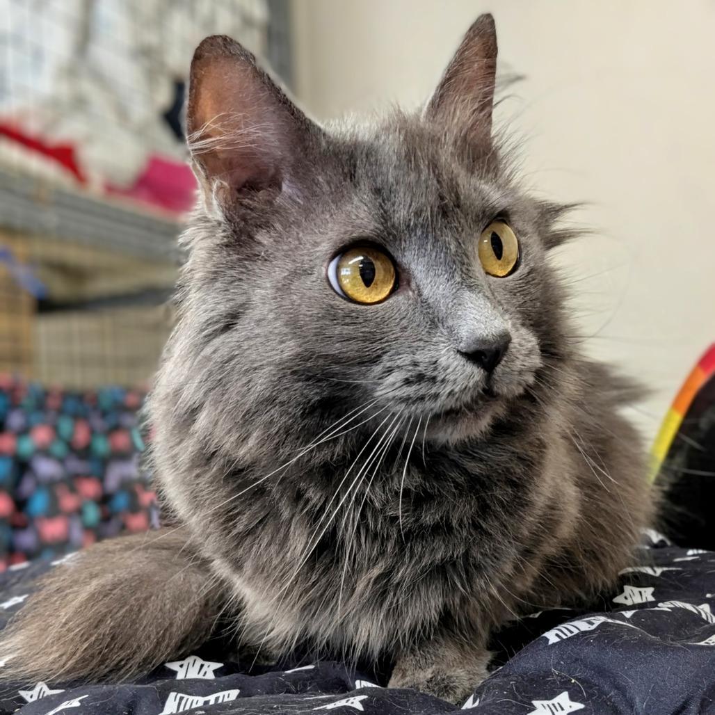 Stormy, Adoptable, Adult Female Domestic Long Hair.