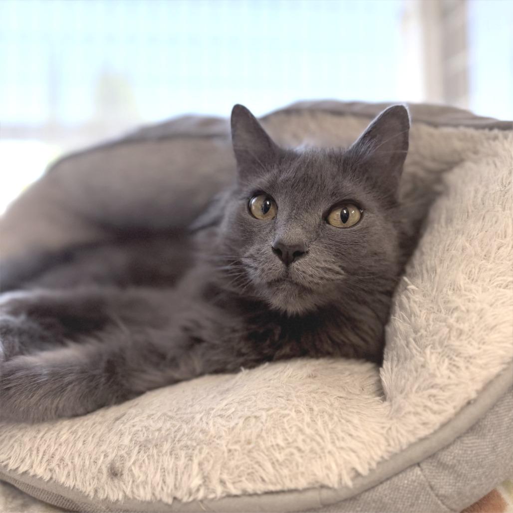 Enlarge Stormy, a Adoptable Domestic Long Hair in Medford, OR image 2/2