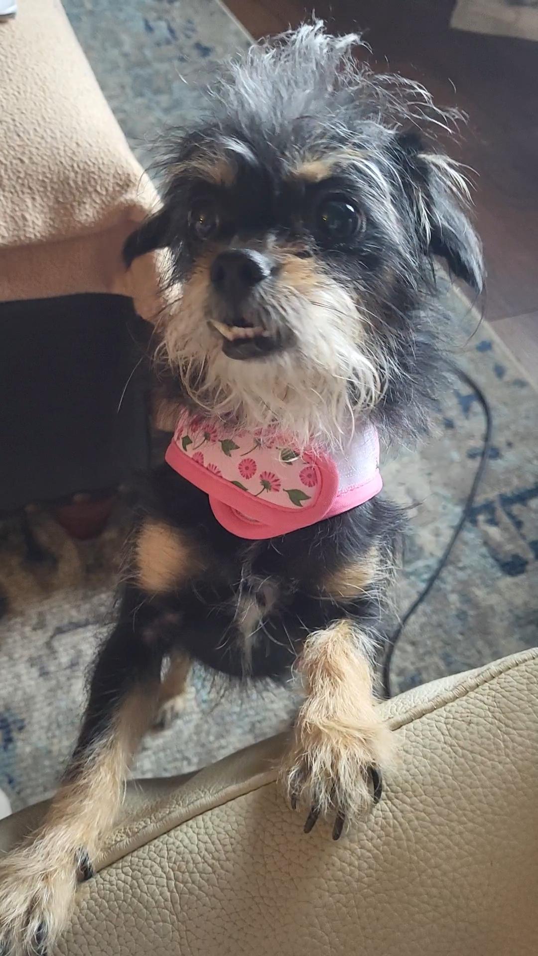 Bella, ADOPTABLE, Adult Female Yorkie Poo.