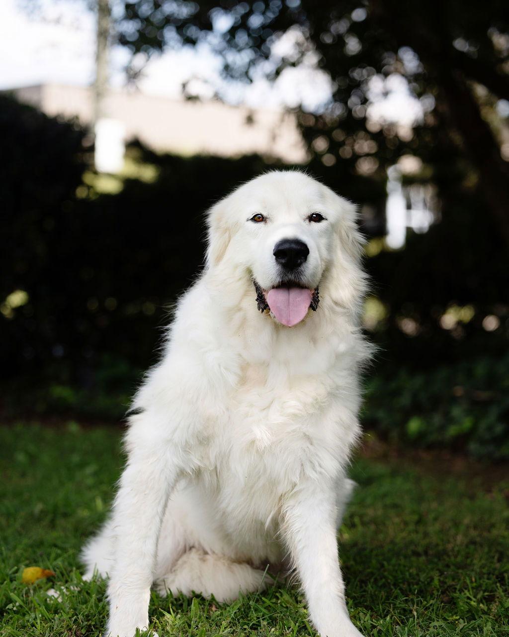 Enlarge Ferdinand, a Adopted Great Pyrenees in Decatur, GA image 2/3