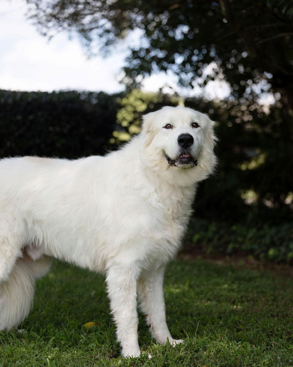 Enlarge Ferdinand, a Adopted Great Pyrenees in Decatur, GA image 3/3