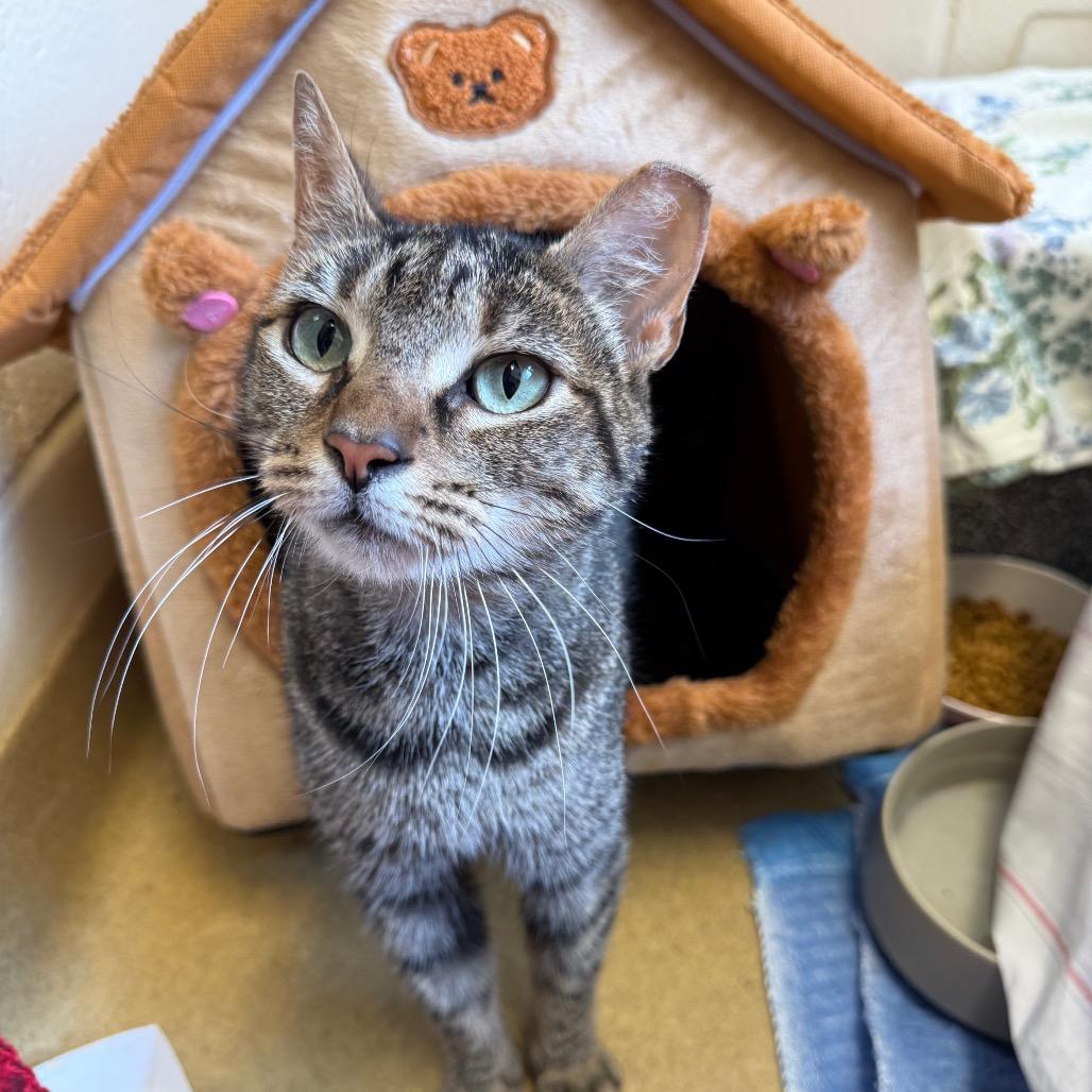 Grape, Adoptable, Adult Female Domestic Short Hair.