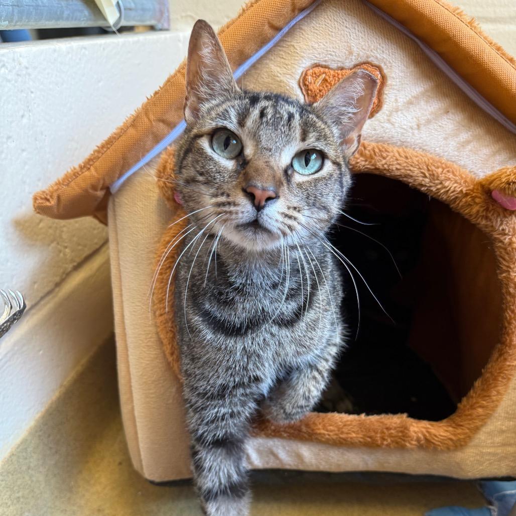 Grape, a Adoptable Domestic Short Hair in Birdsboro, PA image 2/2