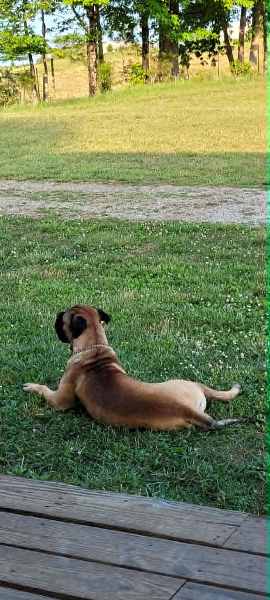 Enlarge Tank - Tennessee, a ADOPTABLE Bullmastiff in Centerville, TN image 6/6