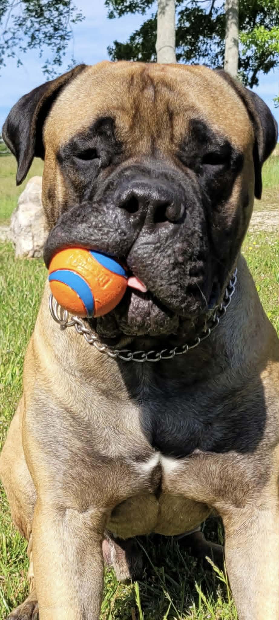 Enlarge Tank - Tennessee, a ADOPTABLE Bullmastiff in Centerville, TN image 2/6