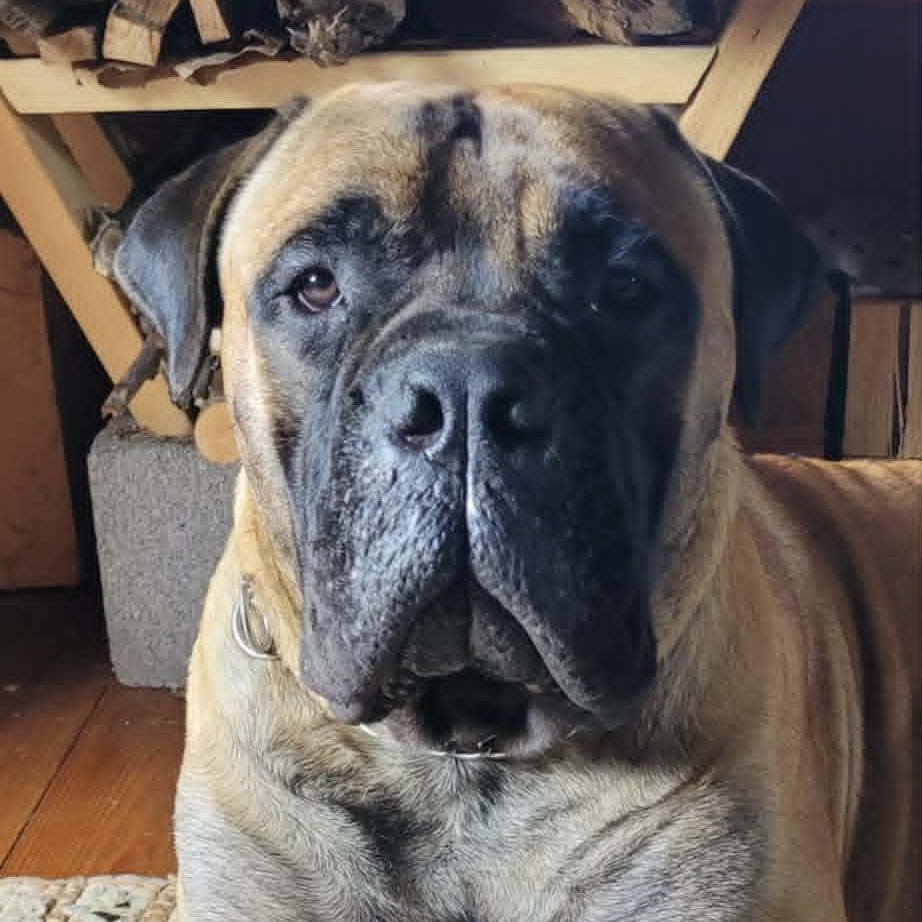 Enlarge Tank - Tennessee, a ADOPTABLE Bullmastiff in Centerville, TN image 1/6