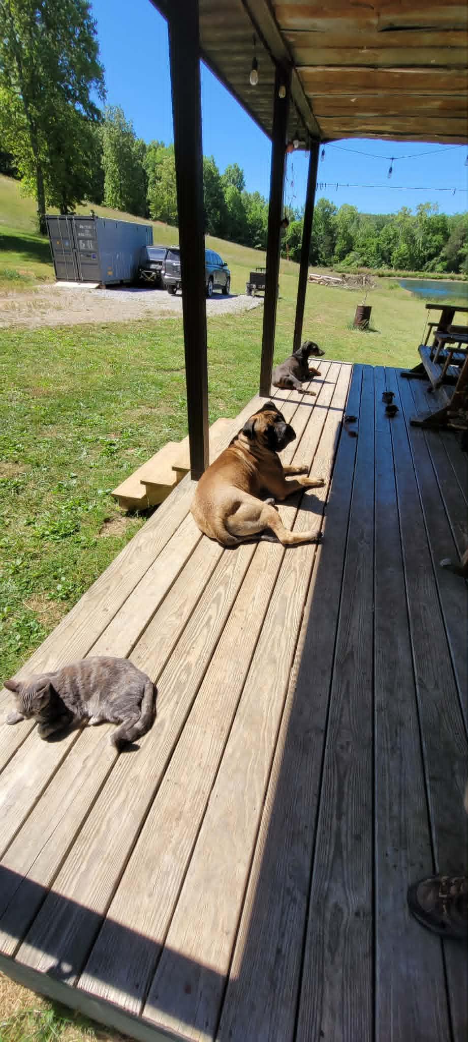 Enlarge Tank - Tennessee, a ADOPTABLE Bullmastiff in Centerville, TN image 5/6