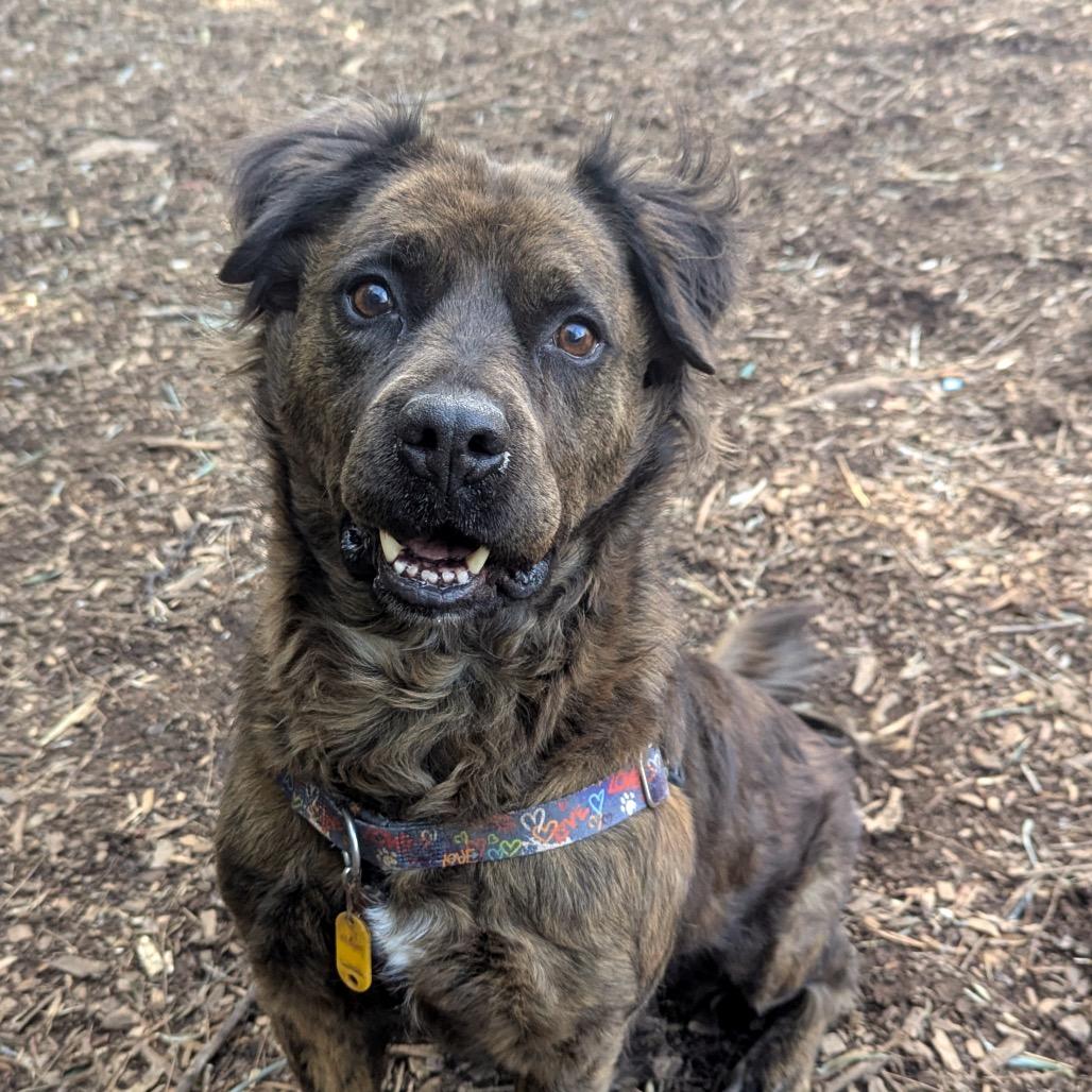 Enlarge Ashland, a Adoptable mixed breed in Aldie, VA image 1/5