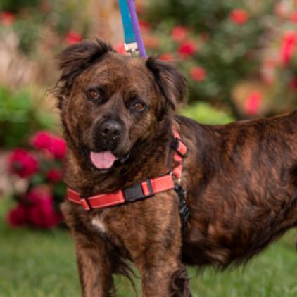 Ashland, a Adoptable mixed breed in Aldie, VA image 2/6