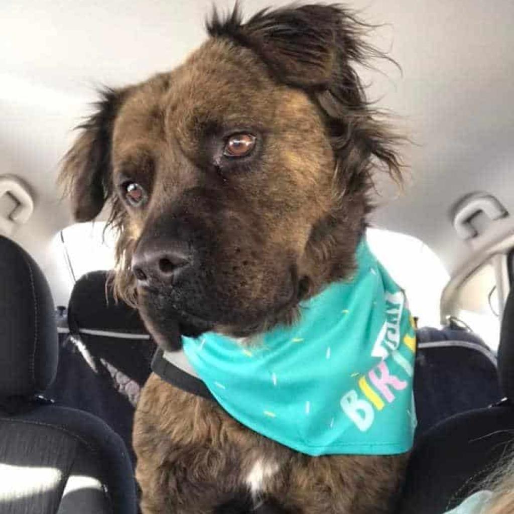 Ashland, a Adoptable mixed breed in Aldie, VA image 3/6