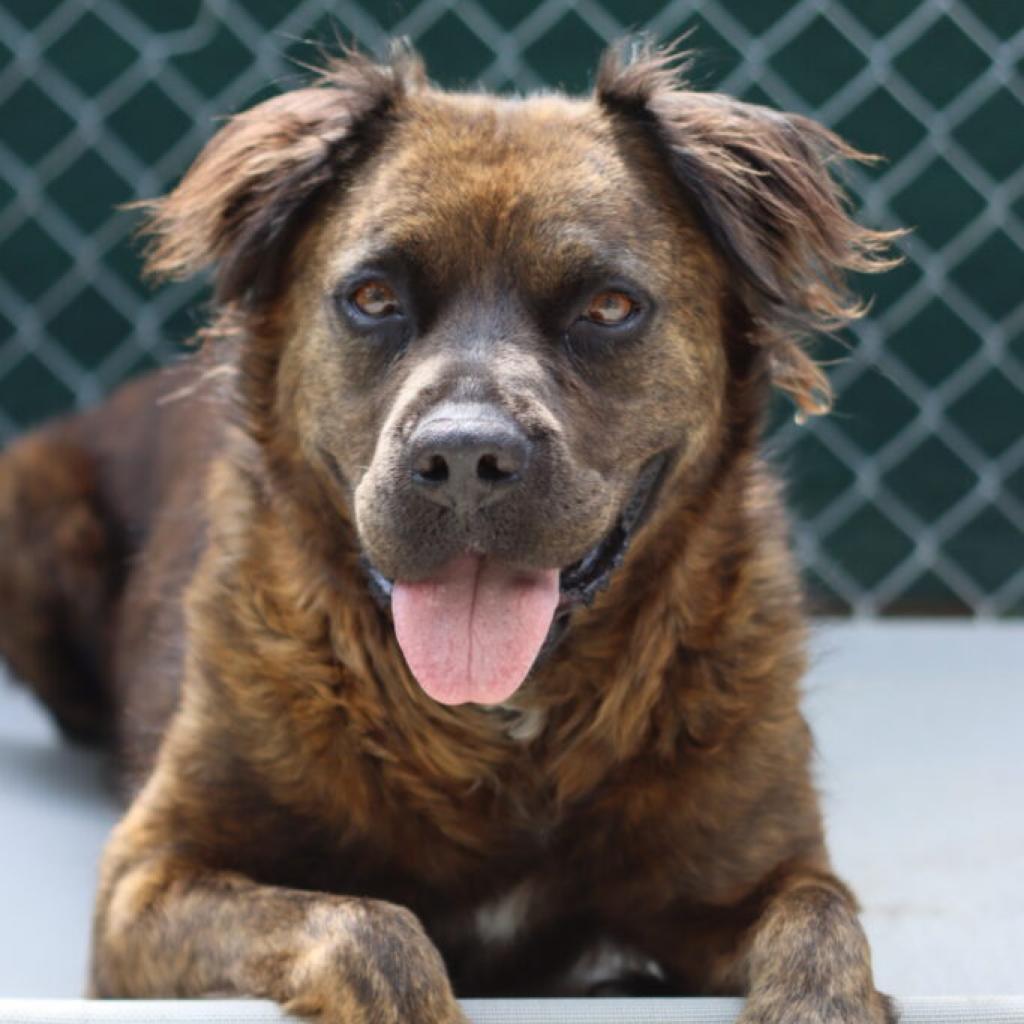 Ashland, Adoptable, Senior Male Chow Chow.