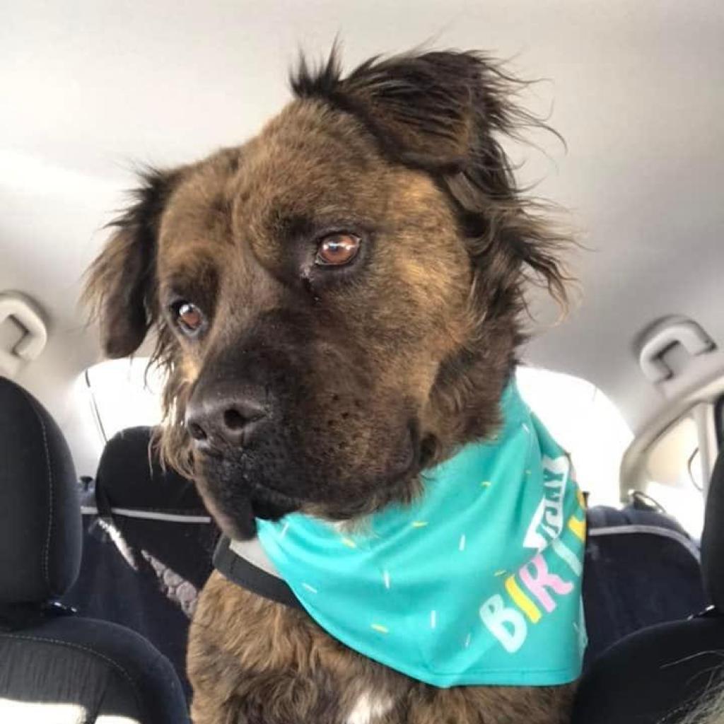 Ashland, a Adoptable mixed breed in Aldie, VA image 4/6