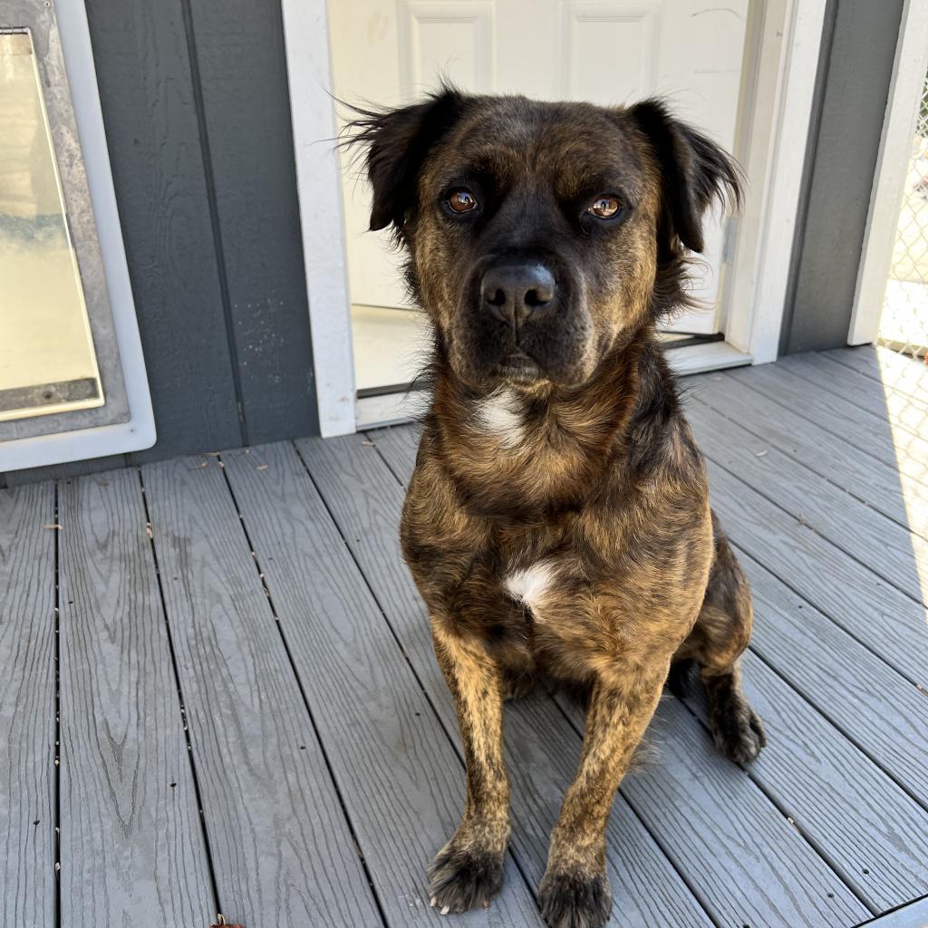 Ashland, a Adoptable mixed breed in Aldie, VA image 5/6