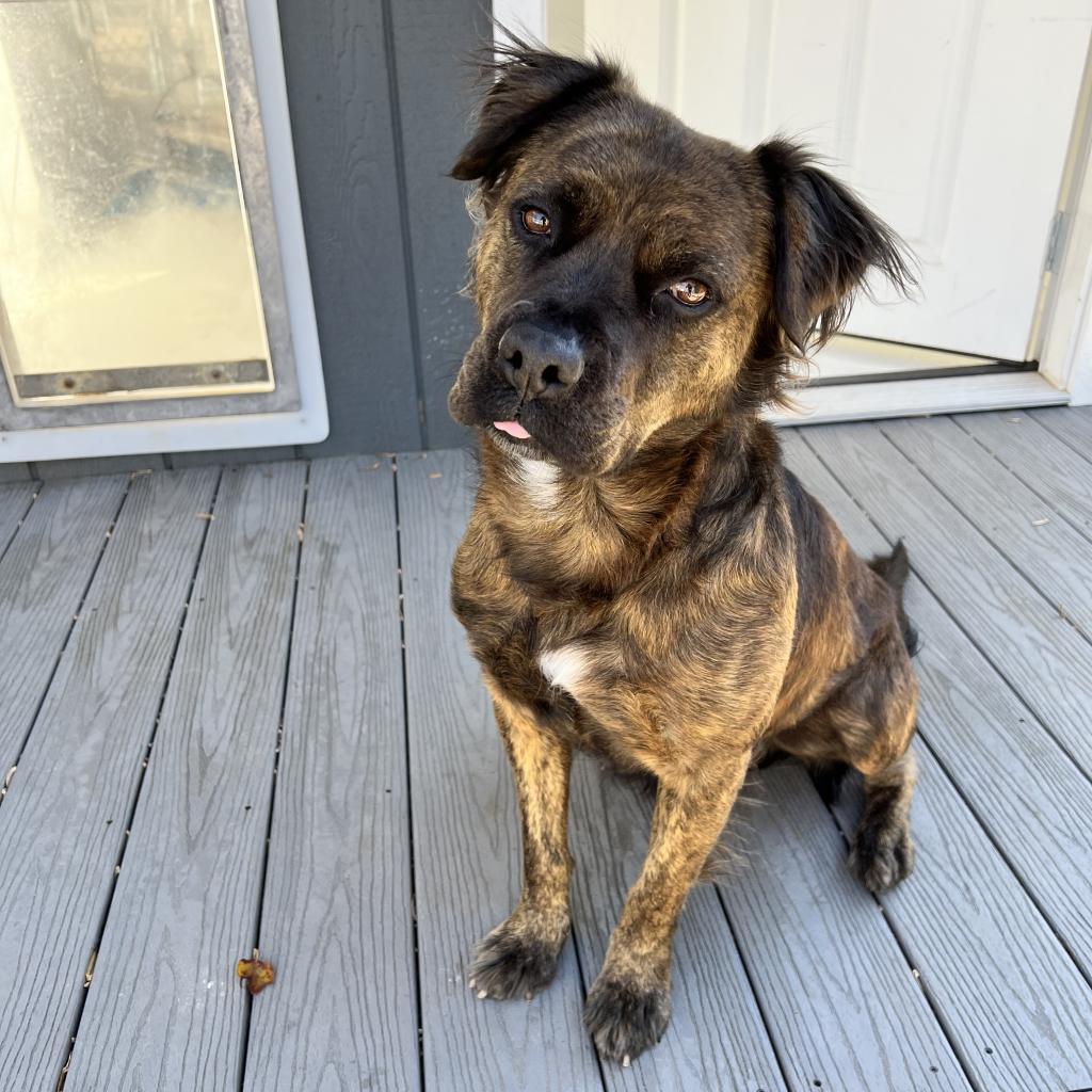 Ashland, a Adoptable mixed breed in Aldie, VA image 3/6