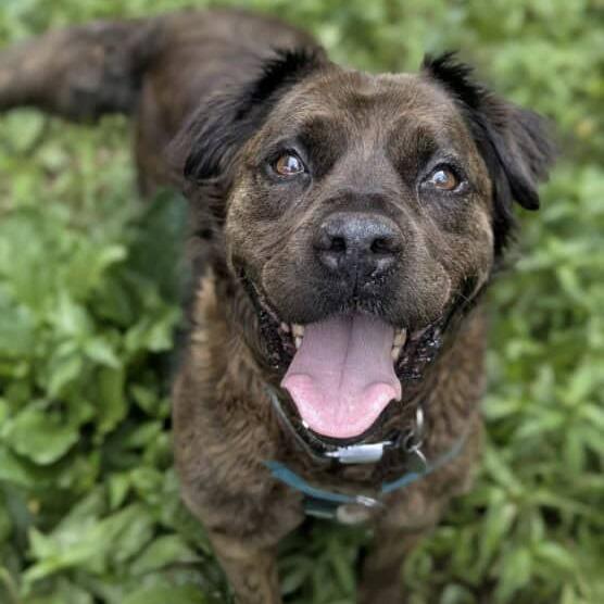 Enlarge Ashland, a Adoptable mixed breed in Aldie, VA image 2/5