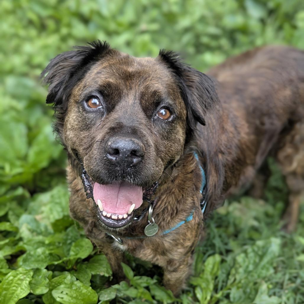 Enlarge Ashland, a Adoptable mixed breed in Aldie, VA image 3/5