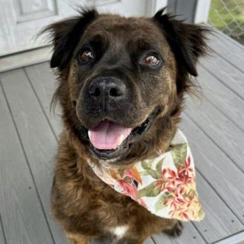 Enlarge Ashland, a Adoptable mixed breed in Aldie, VA image 6/6