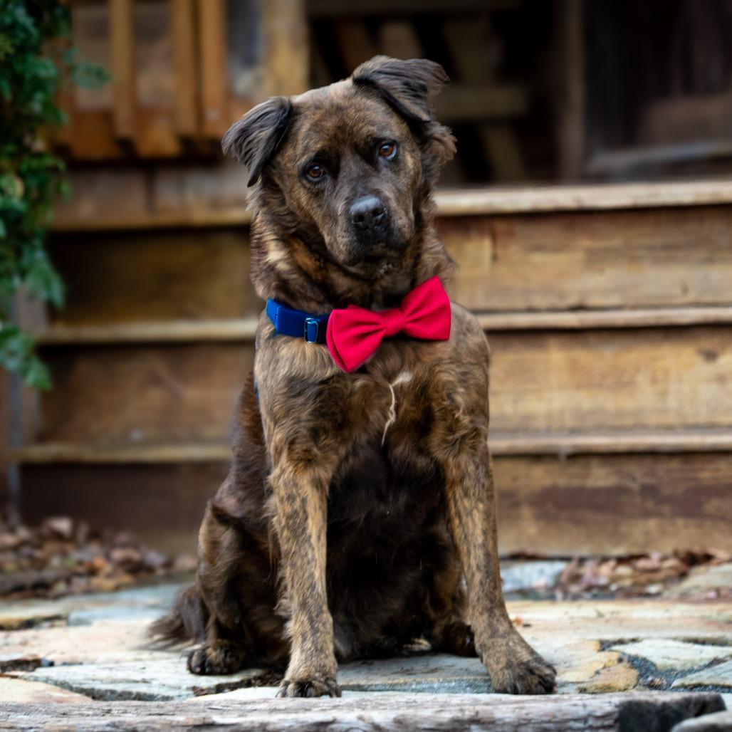 Ashland, a Adoptable mixed breed in Aldie, VA image 6/6