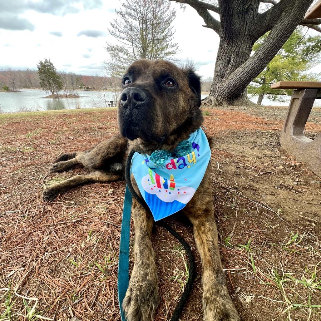 Enlarge Ashland, a Adoptable mixed breed in Aldie, VA image 5/5