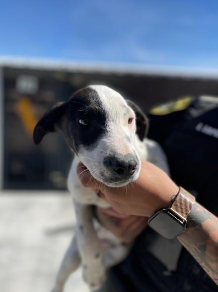 SEIZED "JINX" 4543 HOLD UNTIL 11/8/2025