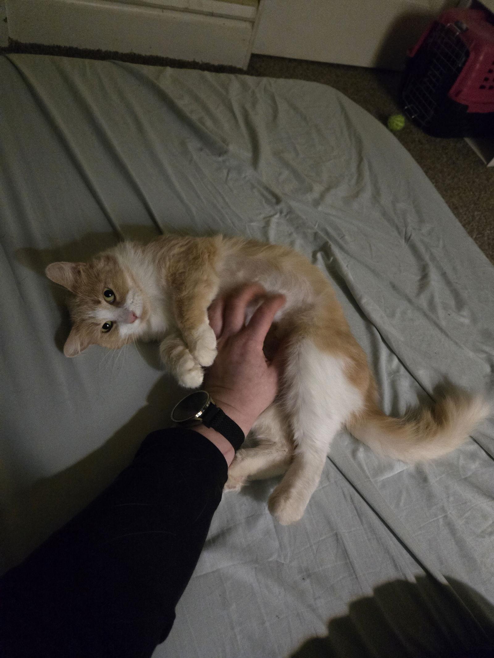 Enlarge Ash, a Adoptable Domestic Short Hair in Minneapolis, MN image 2/3