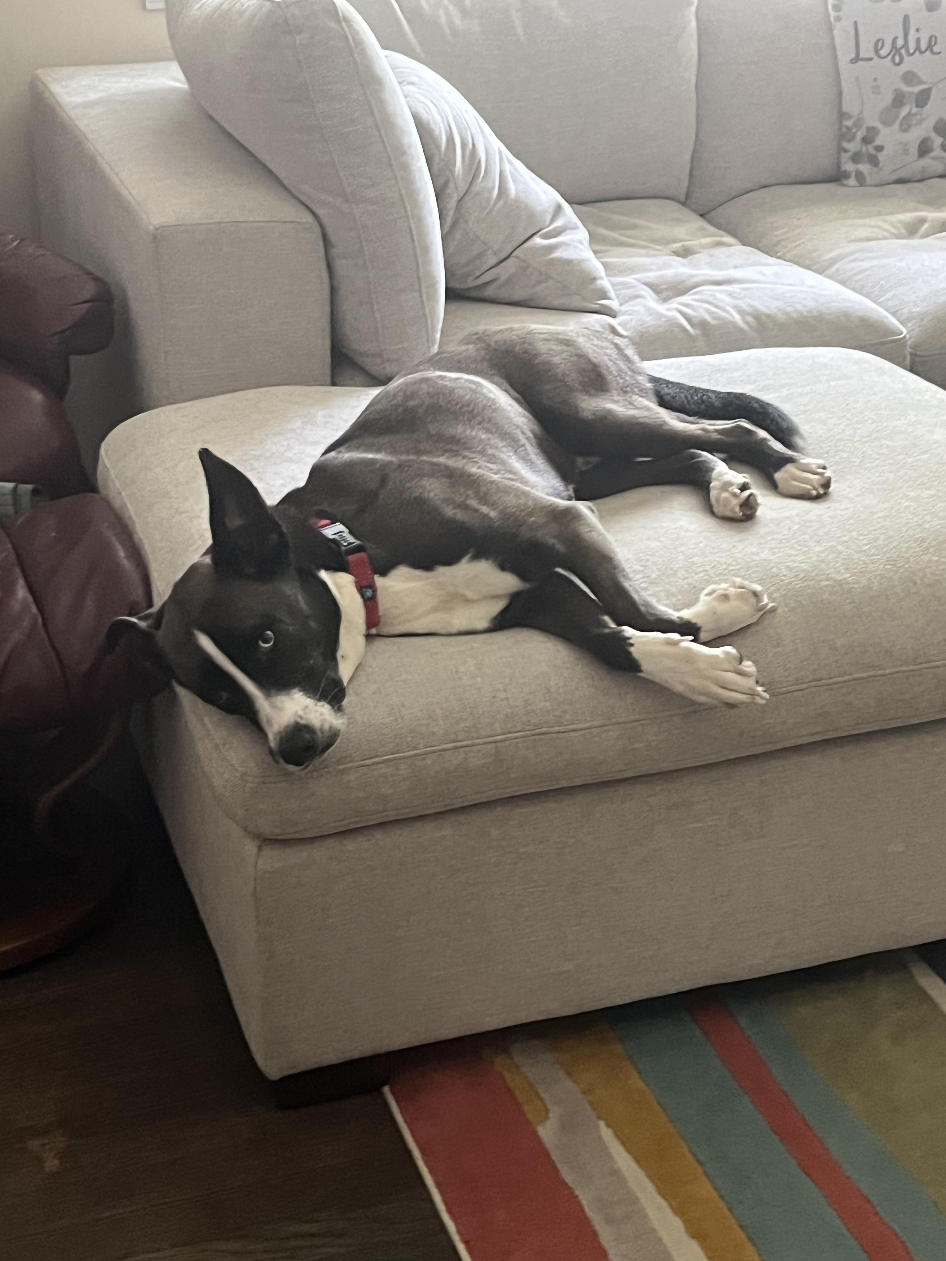 Pan, an adoptable mixed breed in Roswell, GA image 5/5