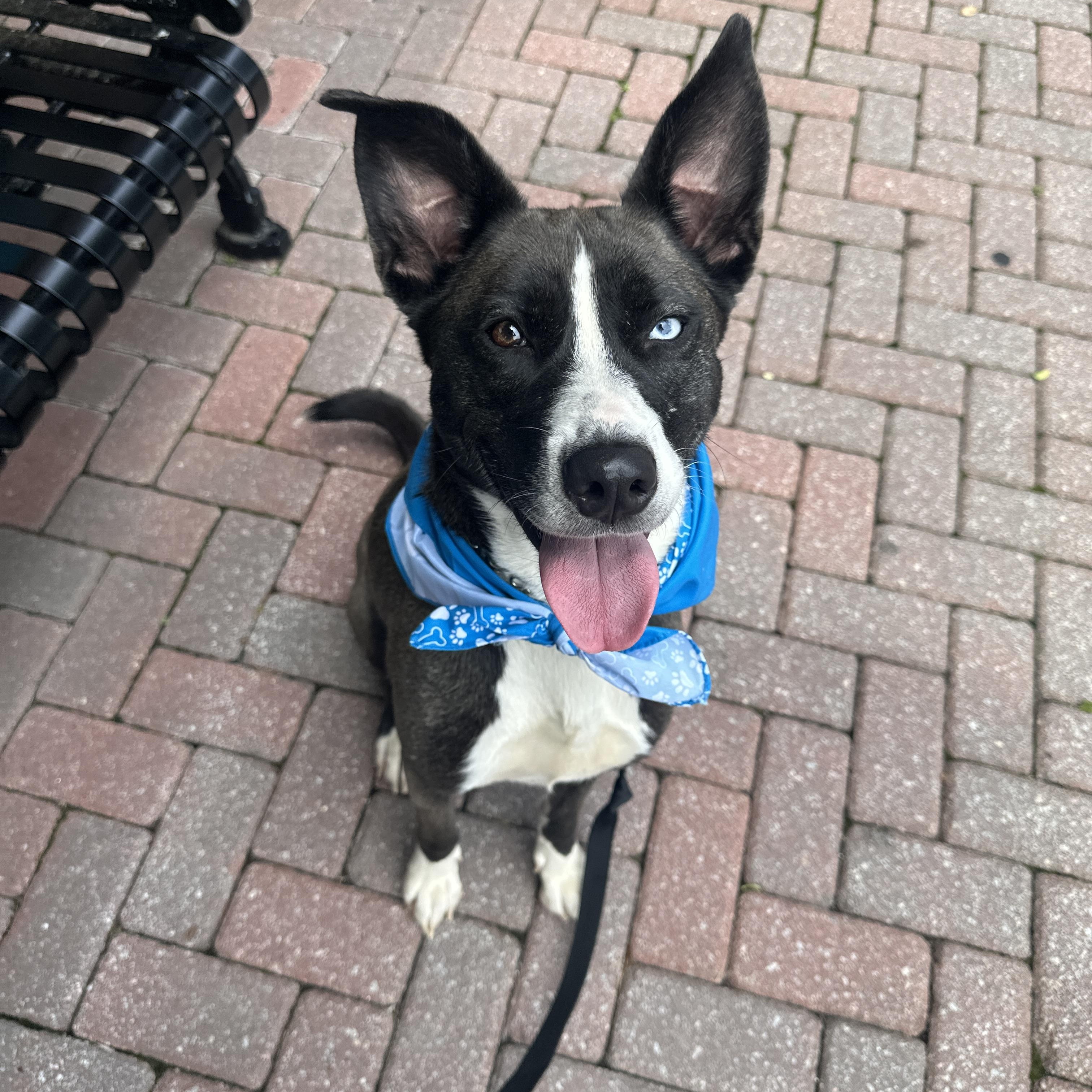 Pan, adoptable, Young Male Husky & German Shepherd Dog.