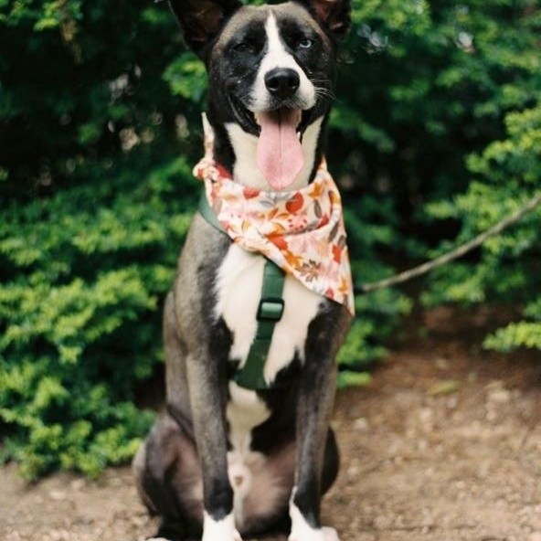 Pan, adoptable, Young Male Husky & German Shepherd Dog.