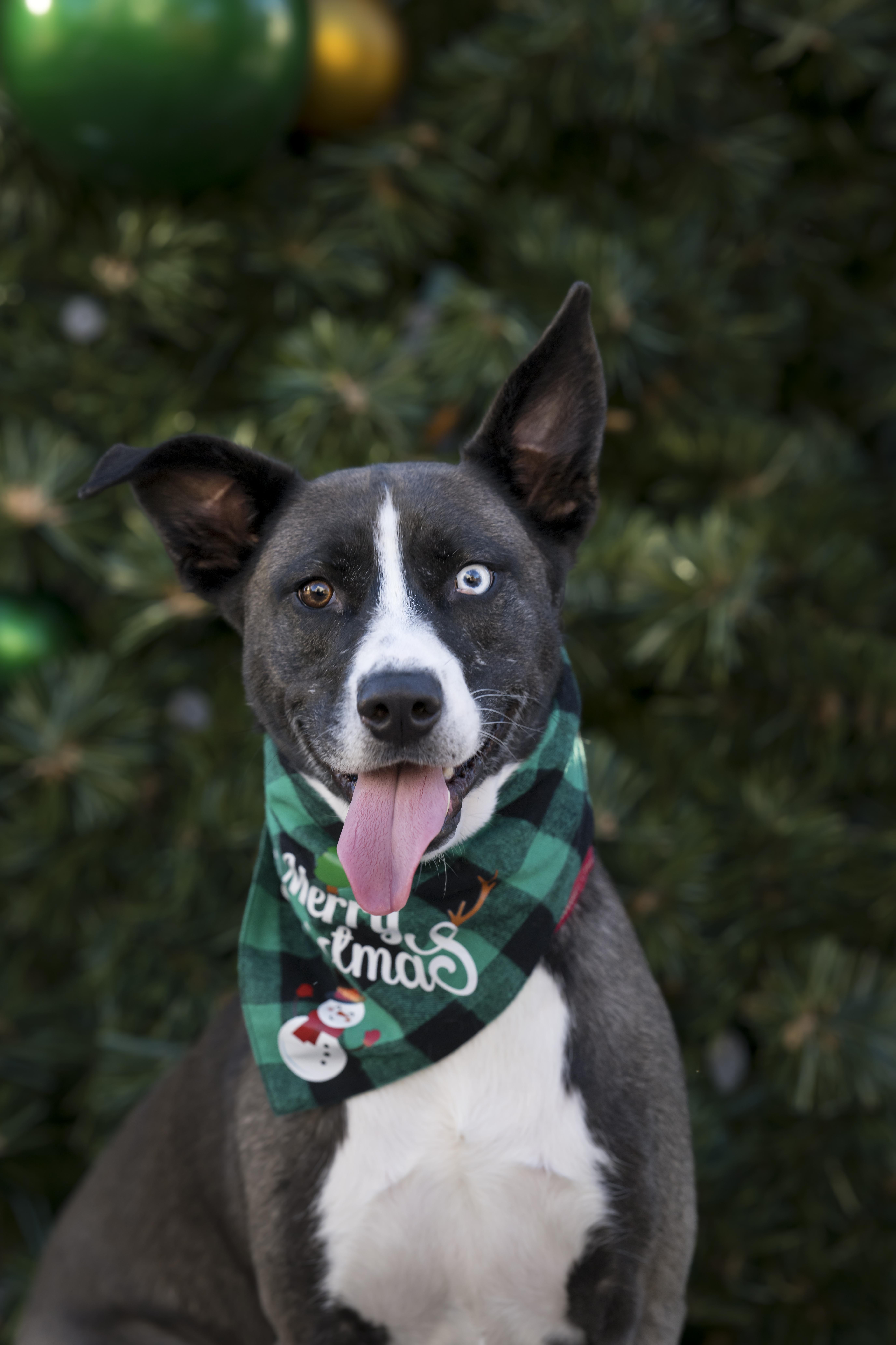 Pan, adoptable, Young Male Husky & German Shepherd Dog.