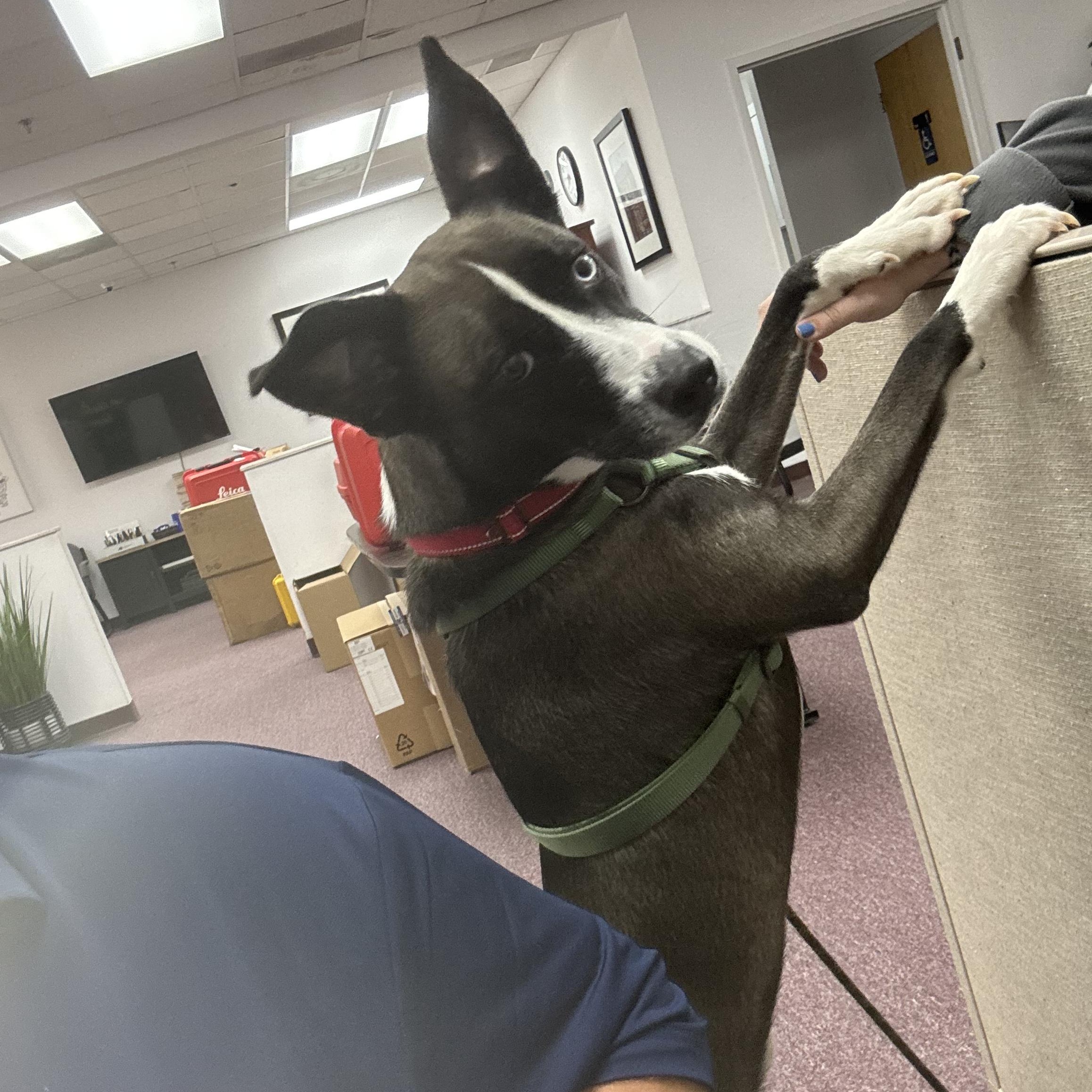 Pan, an adoptable mixed breed in Roswell, GA image 4/5