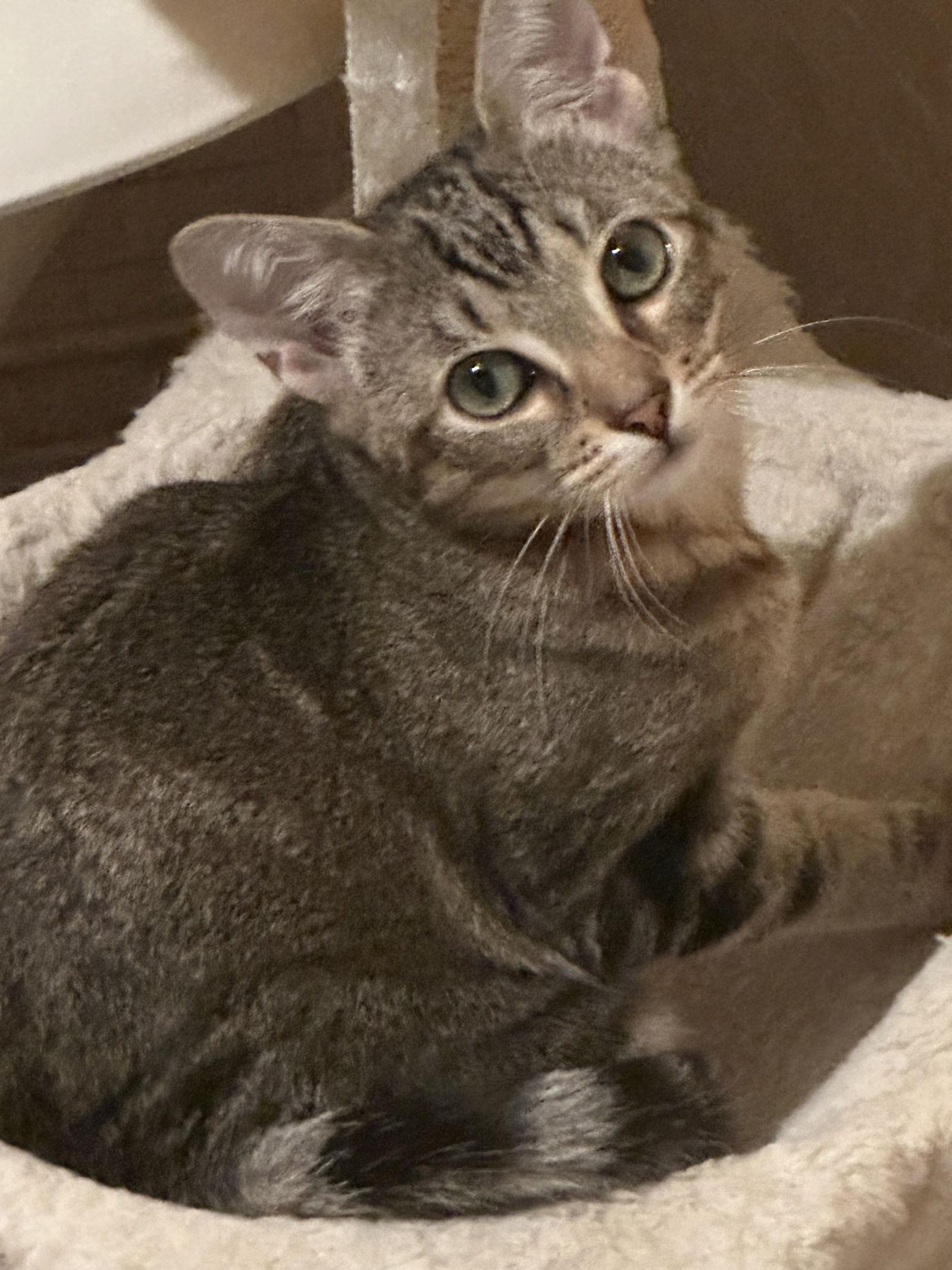 Enlarge Cupcake, a Adoptable Tabby in Palo Alto, CA image 1/3