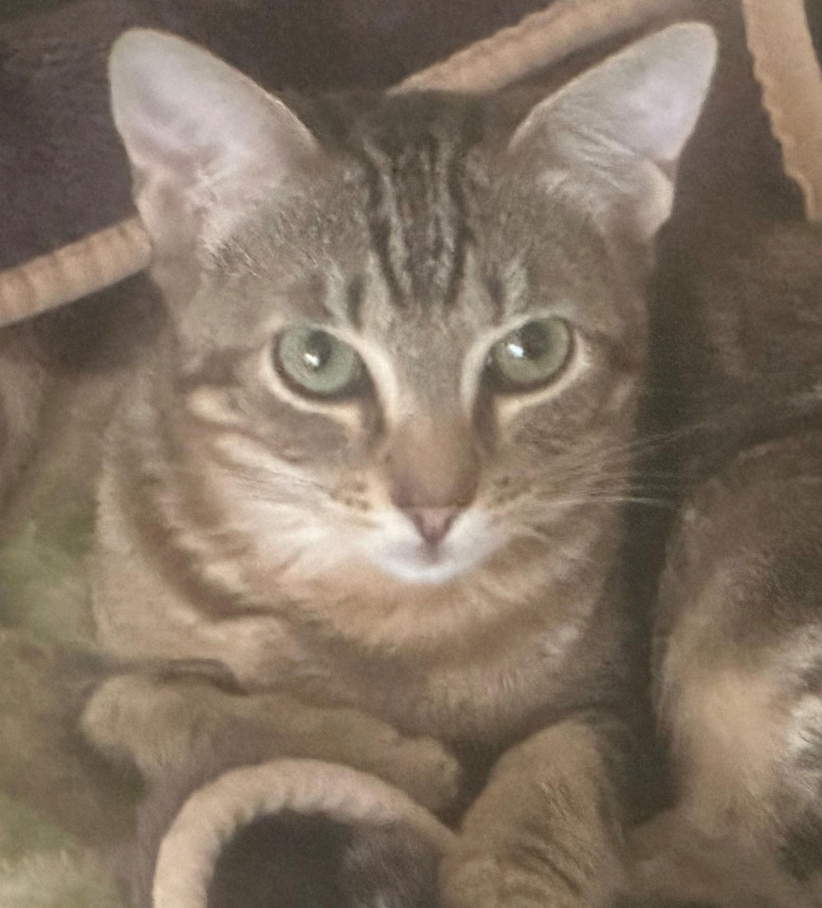 Enlarge Cupcake, a Adoptable Tabby in Palo Alto, CA image 2/3