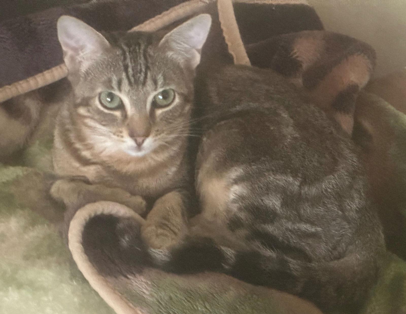 Enlarge Cupcake, a Adoptable Tabby in Palo Alto, CA image 3/3