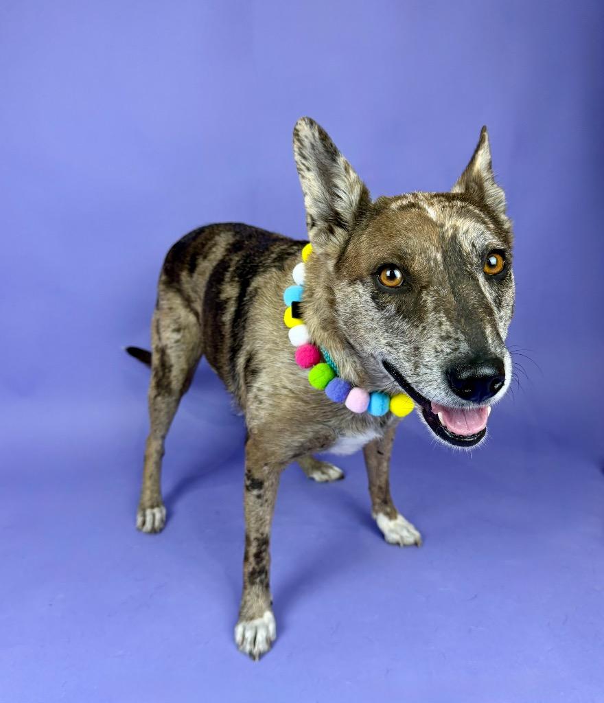 Enlarge Monet, a Adoptable mixed breed in Pendleton, OR image 2/5