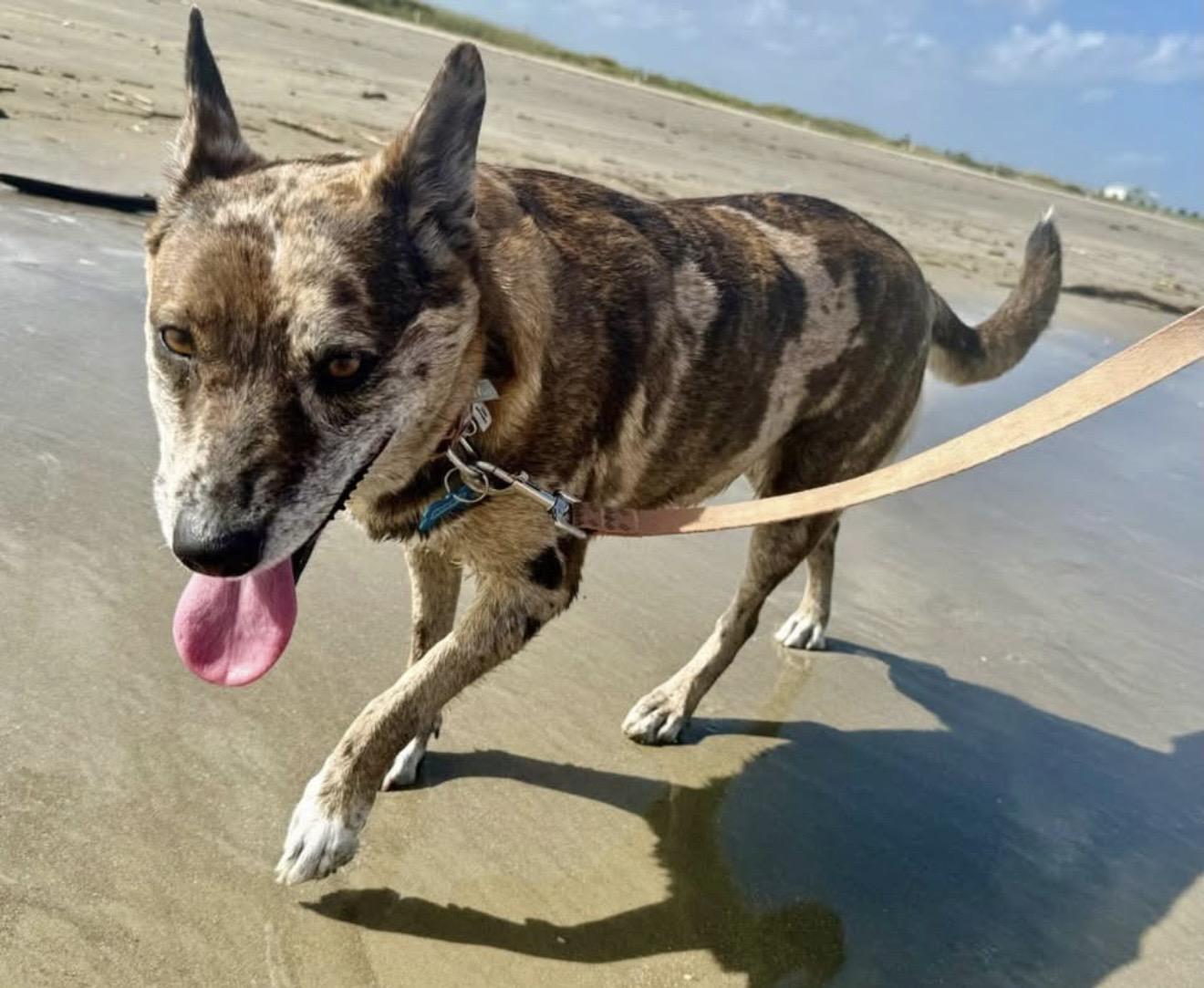 Enlarge Monet, a Adoptable mixed breed in Pendleton, OR image 5/5
